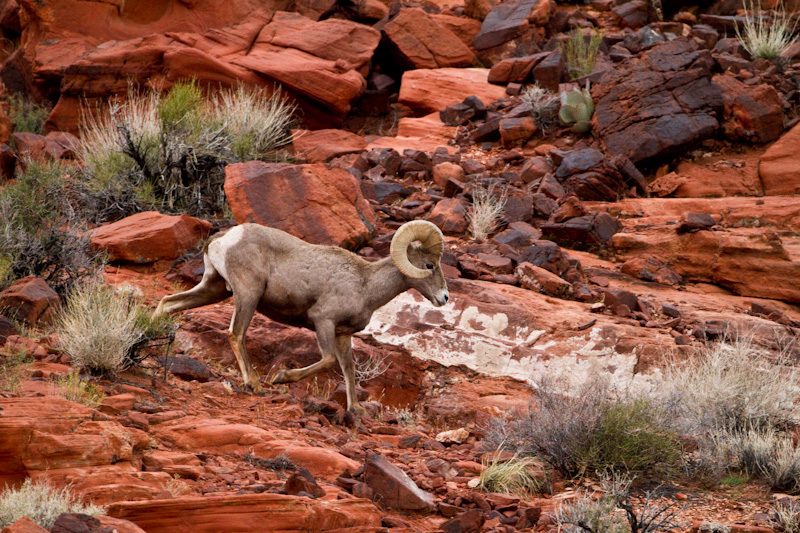 Bighorn On Slickrock